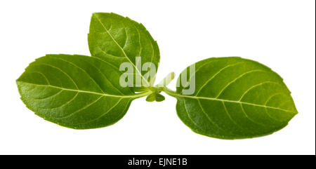 Fresh basil leaves isolated on white background Stock Photo