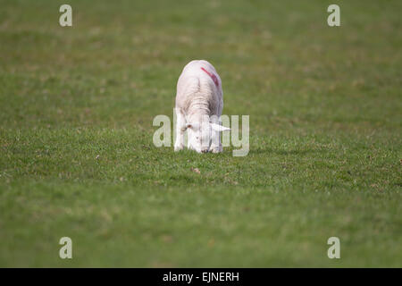 English spring lamb eating grass on farmland Stock Photo