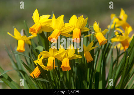 Yellow Daffodils group blooming in spring garden lawn Stock Photo