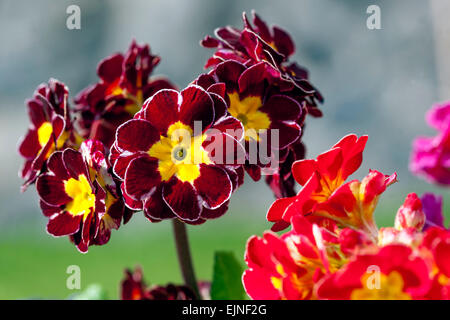 Polyanthus Purple Primula 'Victorian Silver Lace' Primroses Stock Photo