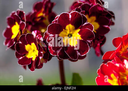 Purple flowers of primroses (primula) vulgaris or English primrose ...