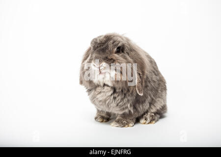 Brown rabbit on white Stock Photo