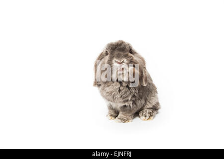 Brown rabbit isolated on a white background Stock Photo - Alamy