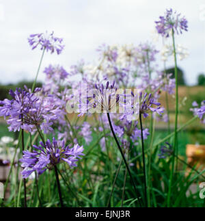 Agapanthus or African Lily in bloom at the National Botanic Garden of Wales UK  KATHY DEWITT Stock Photo