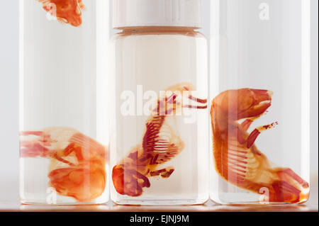 Scientific curiosities preserved rat fetus specimens in specimen jars showing stained skeletal bones and cartilage developing Stock Photo