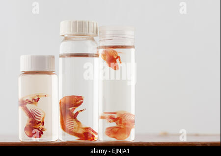 Scientific curiosities preserved rat fetus specimens in specimen jars showing stained skeletal bones and cartilage developing Stock Photo