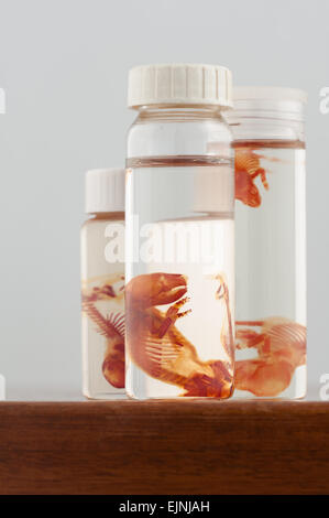 Scientific curiosities preserved rat fetus specimens in specimen jars showing stained skeletal bones and cartilage developing Stock Photo