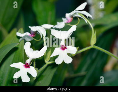 Calanthe Orchid 'William Murray' Hybrid of Calanthe vestita x williamsii Stock Photo