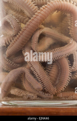 pickled preserved ragworm worms in preservative formaldehyde showing segmented body and legs Nereis diversicolor Stock Photo