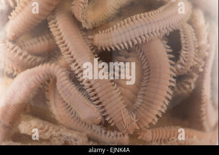 pickled preserved ragworm worms in preservative formaldehyde showing segmented body and legs Nereis diversicolor Stock Photo