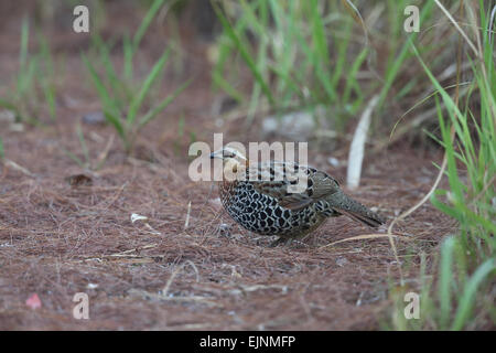 Bamboo Partridge Stock Photo