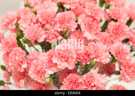 Carnation Stock Photo
