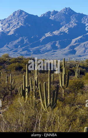 Giant Saguaro cactus in the National Park Rincon Mountain District Arizona USA Stock Photo