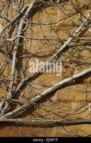 Dead ivy covers a stone wall Stock Photo