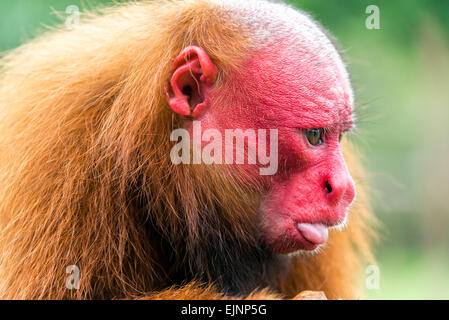 Closeup view of the face of a Bald Uakari monkey in the Amazon Rainforest near Iquitos, Peru Stock Photo