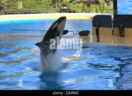 Orca  whale performing at Tenerife's Loro Parque's Orca Show, doing a jump high out of the water, trainers in background Stock Photo