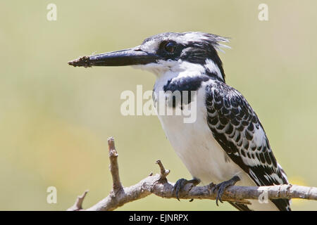 African Pied Kingfisher (Ceryle rudis) adult perched on branch, Kenya, Africa Stock Photo