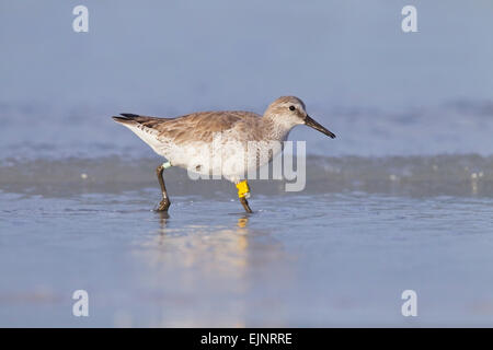 Red Knot (Calidris canutus) single bird wearing bird bands, walking on shoreline in water, Florida, USA Stock Photo