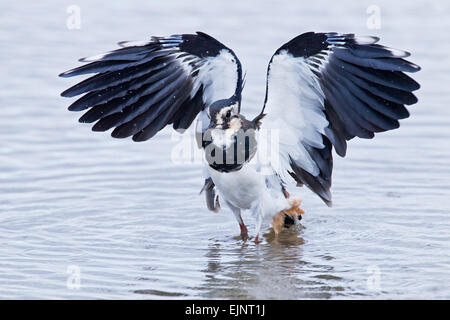 European Lapwing (Vanellus vanellus) adult standing in water with wings raised, Norfolk, England, United Kingdom Stock Photo