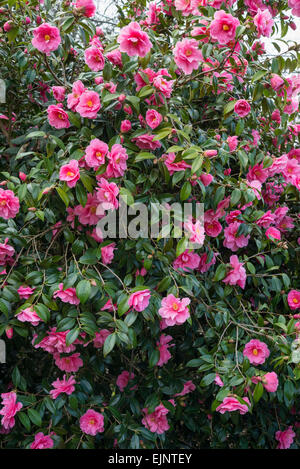 Camellia Williamsii 'Donation'. A beautiful pink Camellia bush covered in spring blooms. Stock Photo