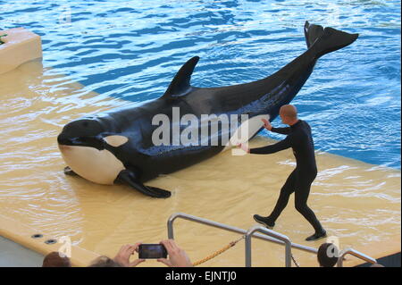 Orca  whale at Tenerife's Loro Parque's Orca Show coming on the shore, here with  his trainer Stock Photo