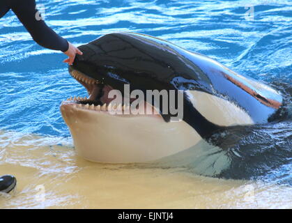 Orca  whale at Tenerife's Loro Parque's Orca Show with  his trainer Stock Photo