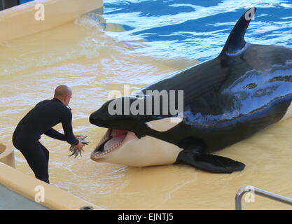 Orca  whale at Tenerife's Loro Parque's Orca Show rewarded with fresh fish by his trainer Stock Photo