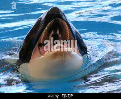 Surfacing Orca  whale, mouth wide open, teeth showing Stock Photo