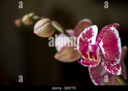 Stem of a Phalaenopsis orchid with an open flower with bold markings. Buds along the length of the stem. Stock Photo