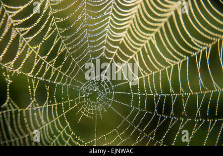 Cobweb with dew into the morning dawn light DROPLETS OF DEW ON A SPIDERS WEB Stock Photo