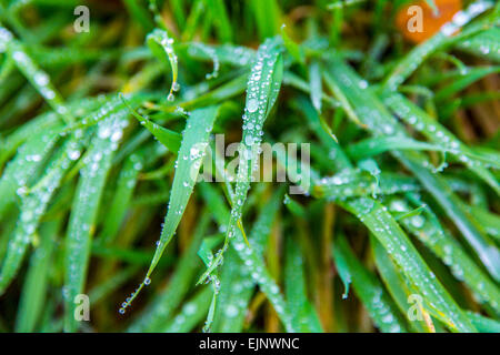 Dew drops on blades of grass Stock Photo