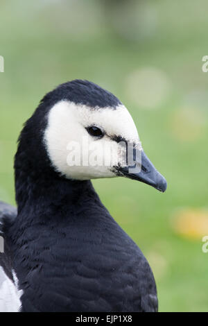 Barnacle Goose (Branta leucopsis). First winter immature bird. Facial markings variable different individuals No 1 one of two 2 Stock Photo