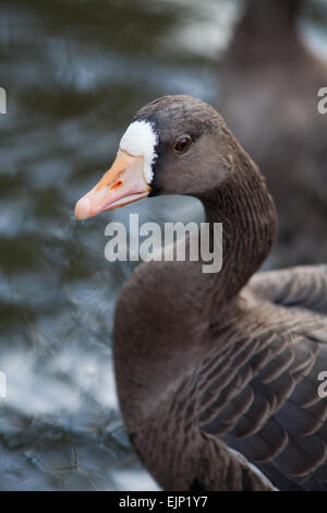 Greenland White-fronted Goose (Anser albifrons flavirostris) Recognised and described by Dalgety and Scott. Sir Peter Scott. Stock Photo