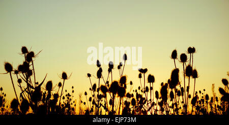 Thistles silhouetted against dawn sky in wildflower meadow. UK Stock Photo