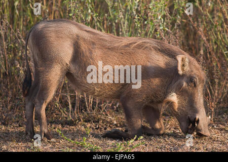 Warthog (Phacochoerus africanus). Feeding technique of reaching ground to forage and graze by bending knees of forelegs. Stock Photo