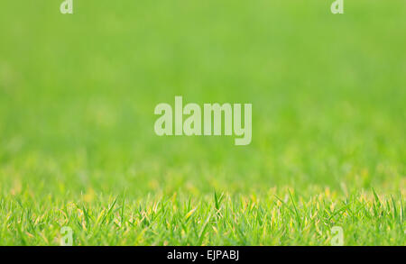 Lawn with blurred background, shallow depth of field Stock Photo