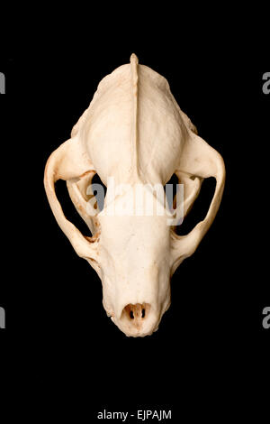 European badger skull, Meles meles, female, UK Stock Photo