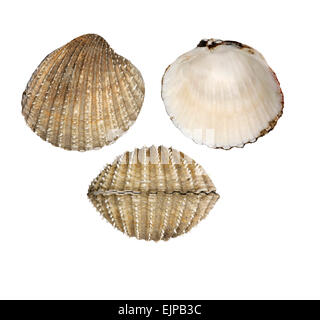 Prickly Cockle - Acanthocardia echinata Stock Photo