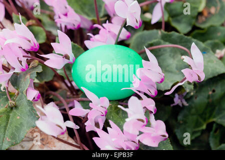 Green colored Easter egg in a bush of cyclamen flowers Stock Photo