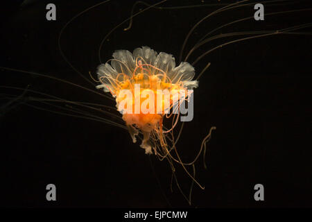 Lion's Mane Jellyfish - Cyanea capillata Stock Photo