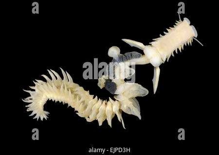 Parchment Worm - Chaetopterus variopedatus Stock Photo