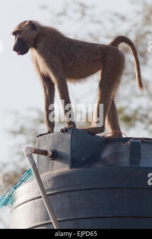 Olive or Anubis Baboon (Papio anubis). Immature animal, seeking opportunity to break into a water tank, visitor Centre. Stock Photo