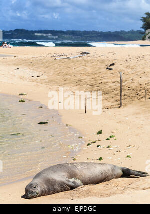 Hawaiian monk seal rests on beach on the North Shore of Kauai Stock Photo
