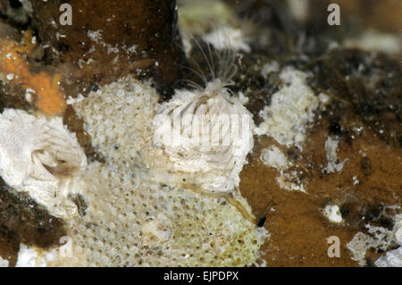 Wart Barnacle - Verruca stroemia Stock Photo - Alamy