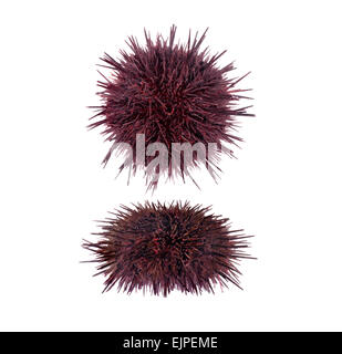 Purple Sea Urchin - Paracentrotus lividus Stock Photo