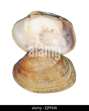 Pullet carpet shell (Venerupis senegalensis) showing anterior and ...