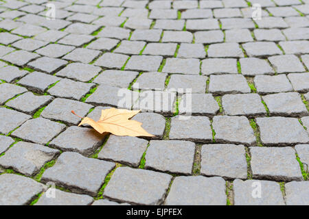 Single autumn maple yellow fallen leaf fall on old paved cobblestone pavement background with free copy-space area for your text Stock Photo