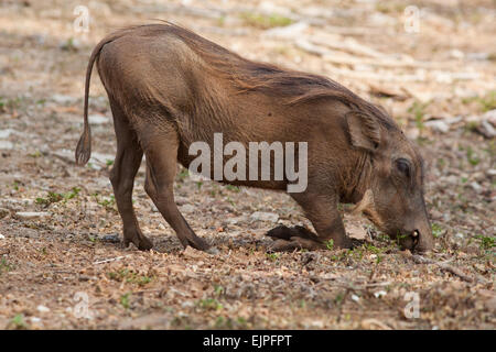 Warthog (Phacochoerus africanus). Feeding. Mole National Park. Ghana. Stock Photo