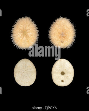 Green Sea Urchin - Psammechinus miliaris Stock Photo