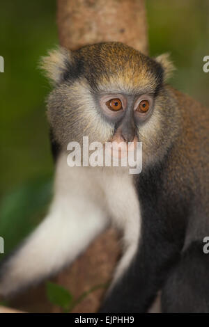 Mona Monkey (Cercopithecus mona). Wild animal. Ghana. West Africa. Stock Photo